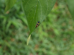 Oncopeltus cingulifer