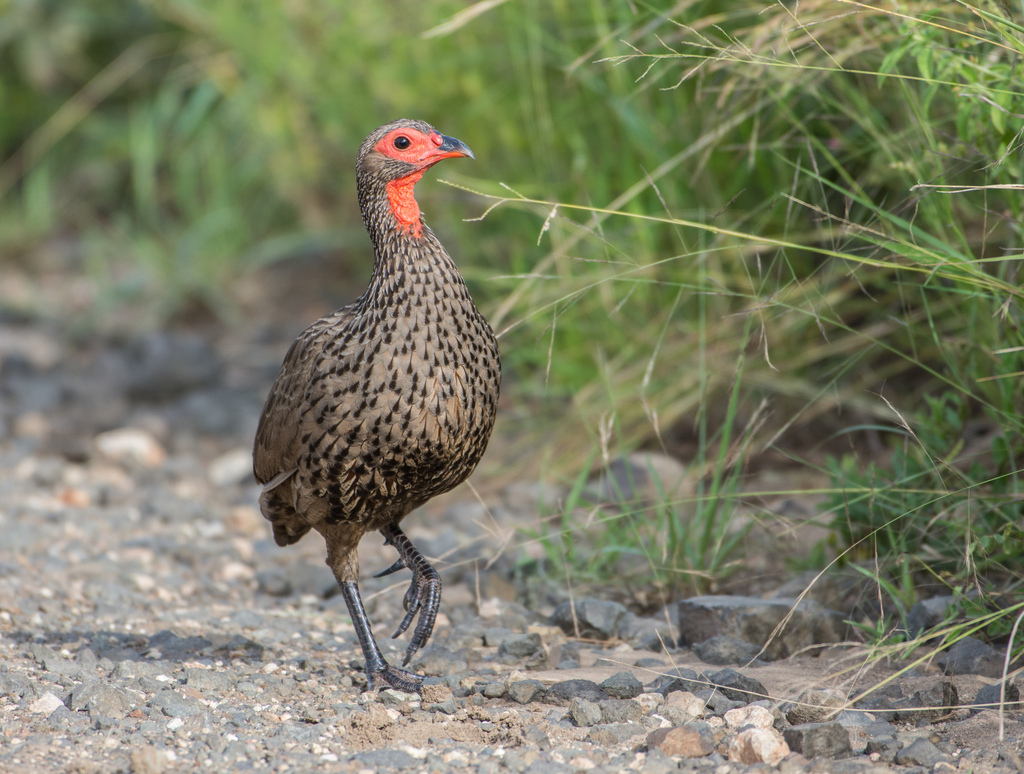 Swainson's Spurfowl from Ehlanzeni District Municipality, South Africa ...