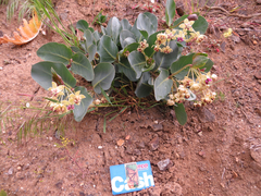 Asclepias cryptoceras davisii