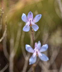 Delphinium parishii parishii