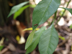 Oncopeltus cingulifer