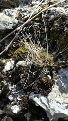 Sabulina dawsonensis