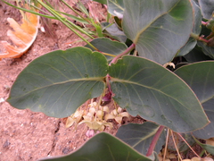 Asclepias cryptoceras davisii