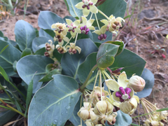 Asclepias cryptoceras davisii