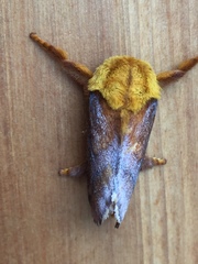 Narosoideus flavidorsalis
