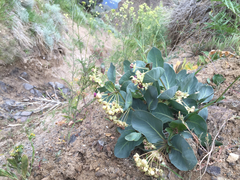 Asclepias cryptoceras davisii