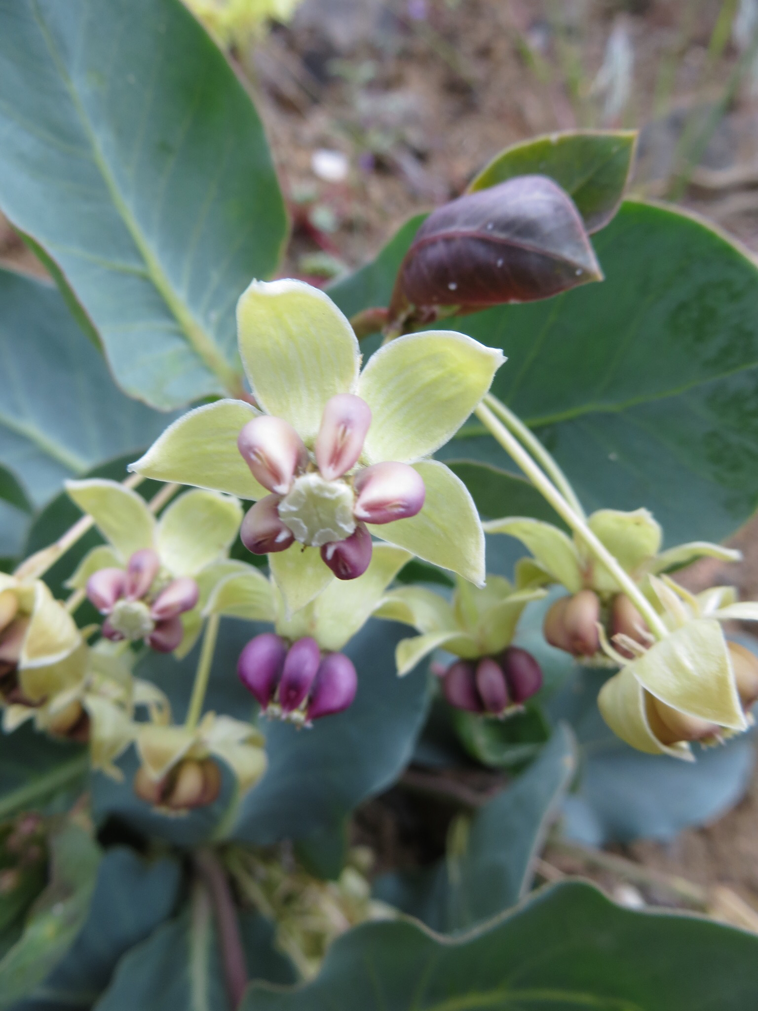 Asclepias cryptoceras ssp. davisii