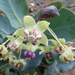 Davis' Milkweed - Photo (c) Brad Grimm, some rights reserved (CC BY), uploaded by Brad Grimm