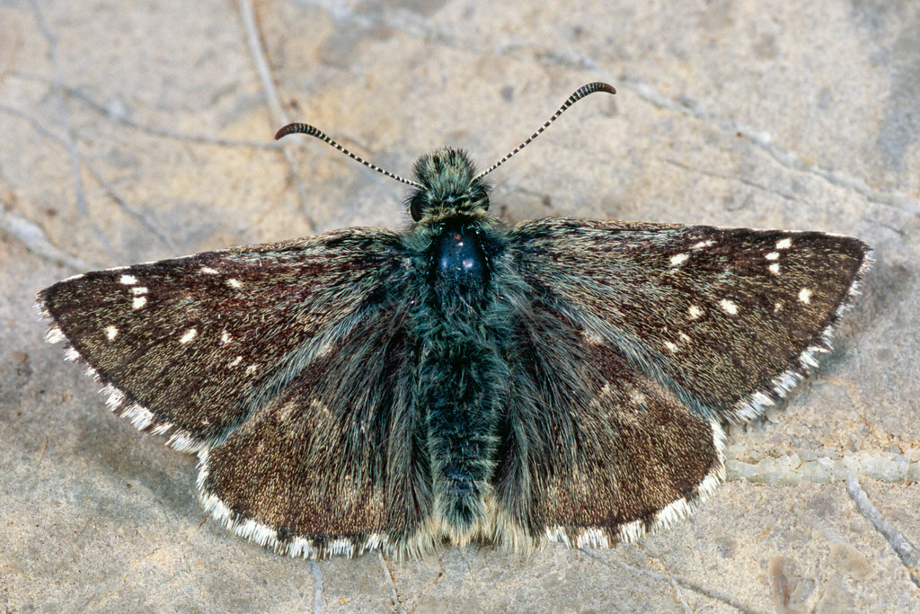 Dusky Grizzled Skipper