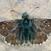 Pyrgus cacaliae - Photo (c) Herbert Stadelmann,  זכויות יוצרים חלקיות (CC BY-NC), הועלה על ידי Herbert Stadelmann