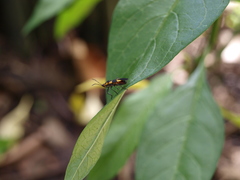 Oncopeltus cingulifer