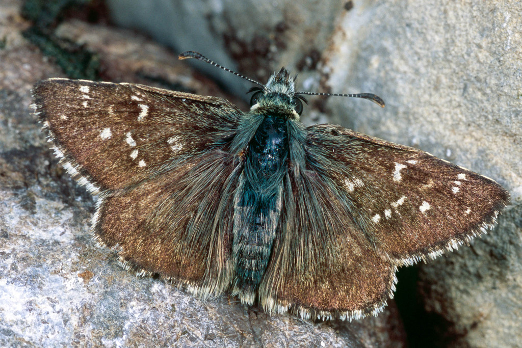 Warren's Skipper