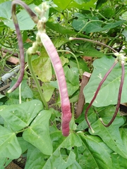 Phaseolus vulgaris