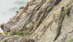 Cumagloia andersonii