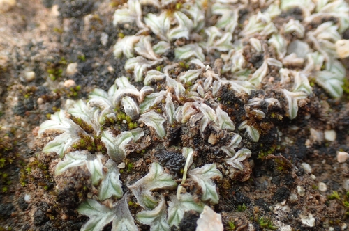 Image of Riccia lamellosa by (c) Jorge Íñiguez, some rights reserved (CC BY)