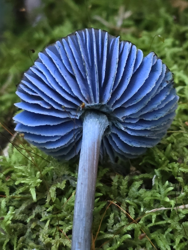 Entoloma azureoviride · March 2024 · photo: © alan_rockefeller (iNaturalist, cc-by-sa)