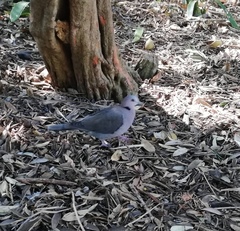 Streptopelia semitorquata