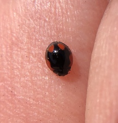 Exochomus californicus