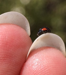Exochomus californicus