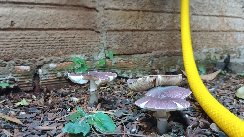 Leucocoprinus lilaceus · March 2024 · photo: © padilha07 (iNaturalist, cc0)