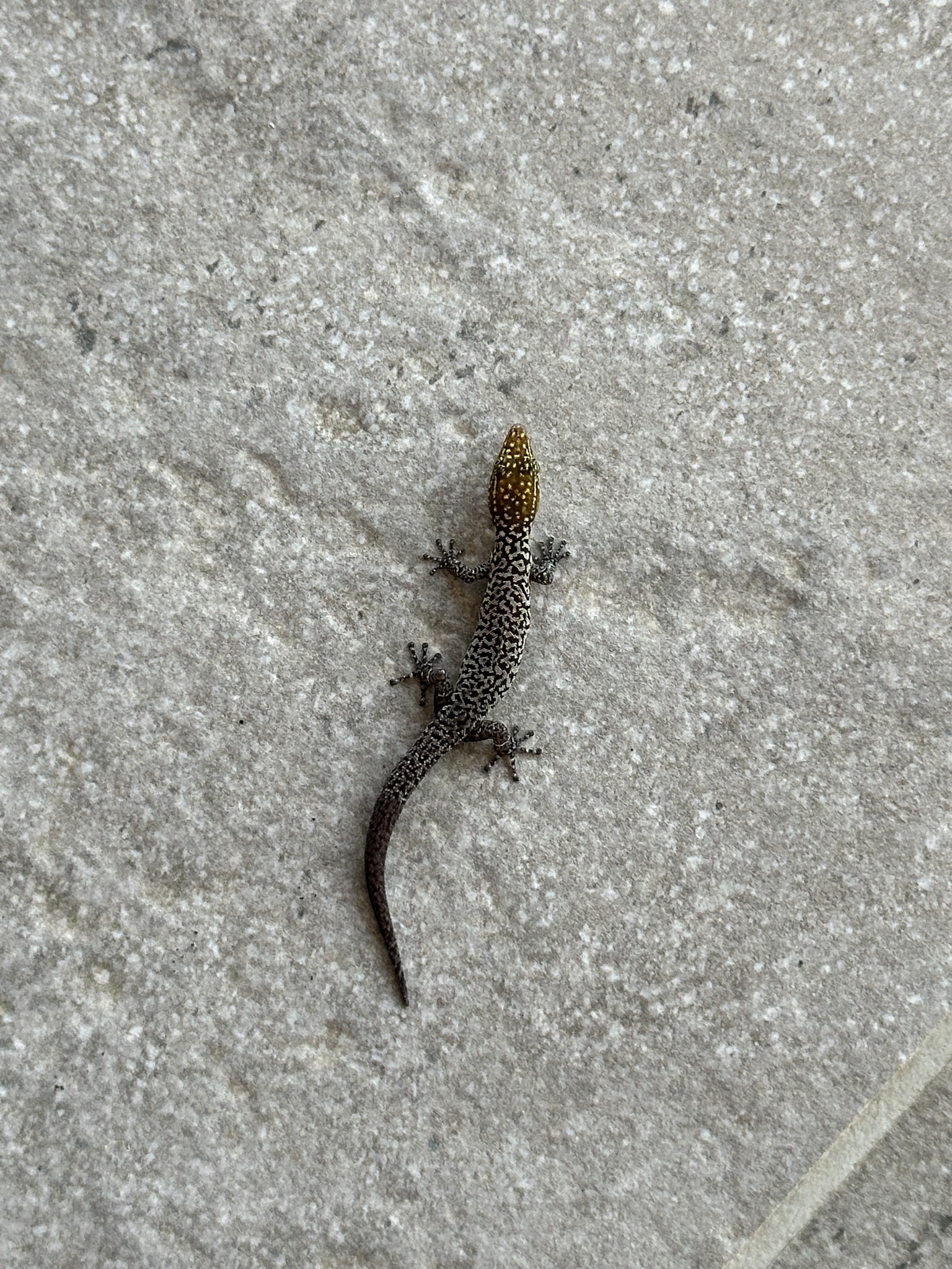 Santa Marta Least Gecko photo 4