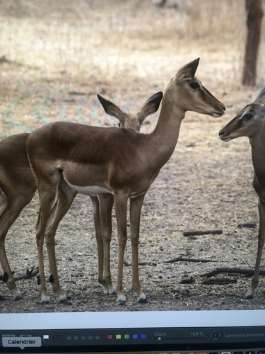 Impala