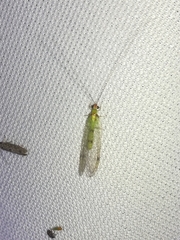 Leucochrysa explorata