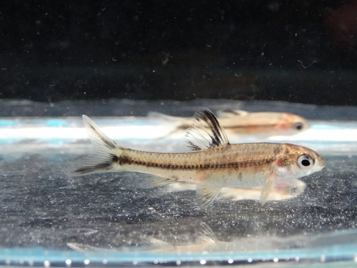 Thicklip Gudgeon