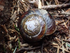 Monadenia infumata callidina