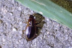 Tanystoma maculicolle