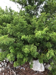 Vachellia choriophylla