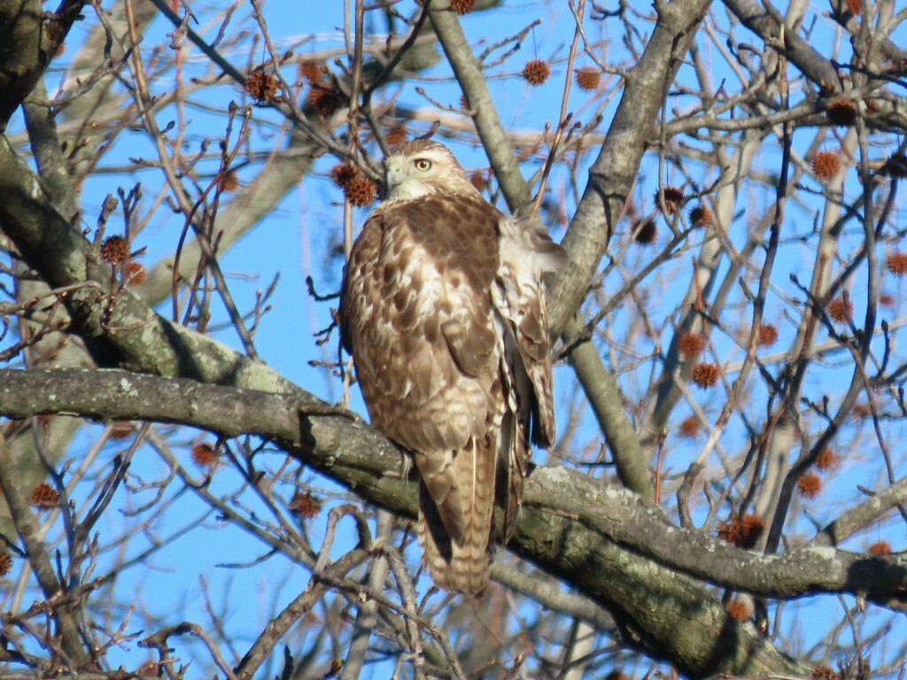 Red-tailed Hawk from Hart Miller Island, Maryland, USA on March 1, 2024 ...