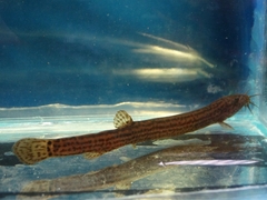 Nikolsky's Loach photo 4