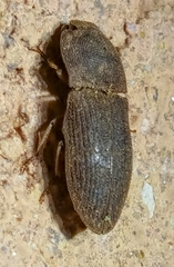 Agrypnus rectangularis