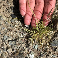 Scribneria bolanderi