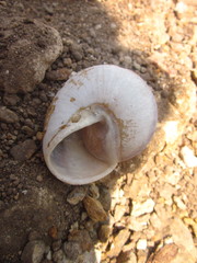 Trachystyla cryptica