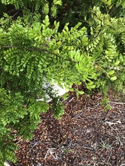 Vachellia choriophylla