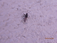 Oxycarenus hyalinipennis