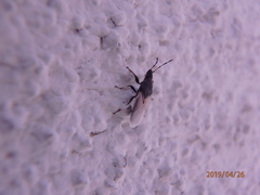 Oxycarenus hyalinipennis