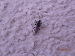 Oxycarenus hyalinipennis