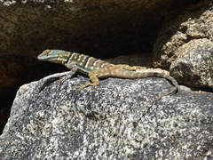 Petrosaurus thalassinus