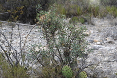 Berberis trifoliolata
