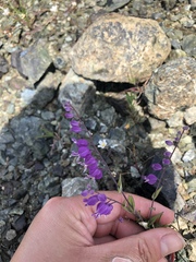 Streptanthus glandulosus pulchellus