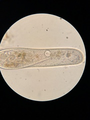 Parameciidae