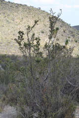 Larrea tridentata