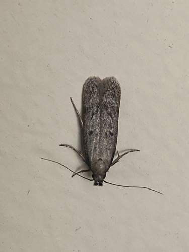 Gelechia albisparsella photo 4