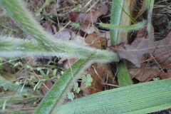 Tradescantia reverchonii