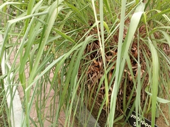 Cymbopogon nardus