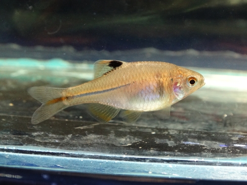 Chinese bitterling (Rhodeus sinensis) — Cyprinidae — 5