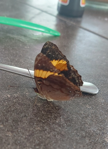 Doxocopa clothilda